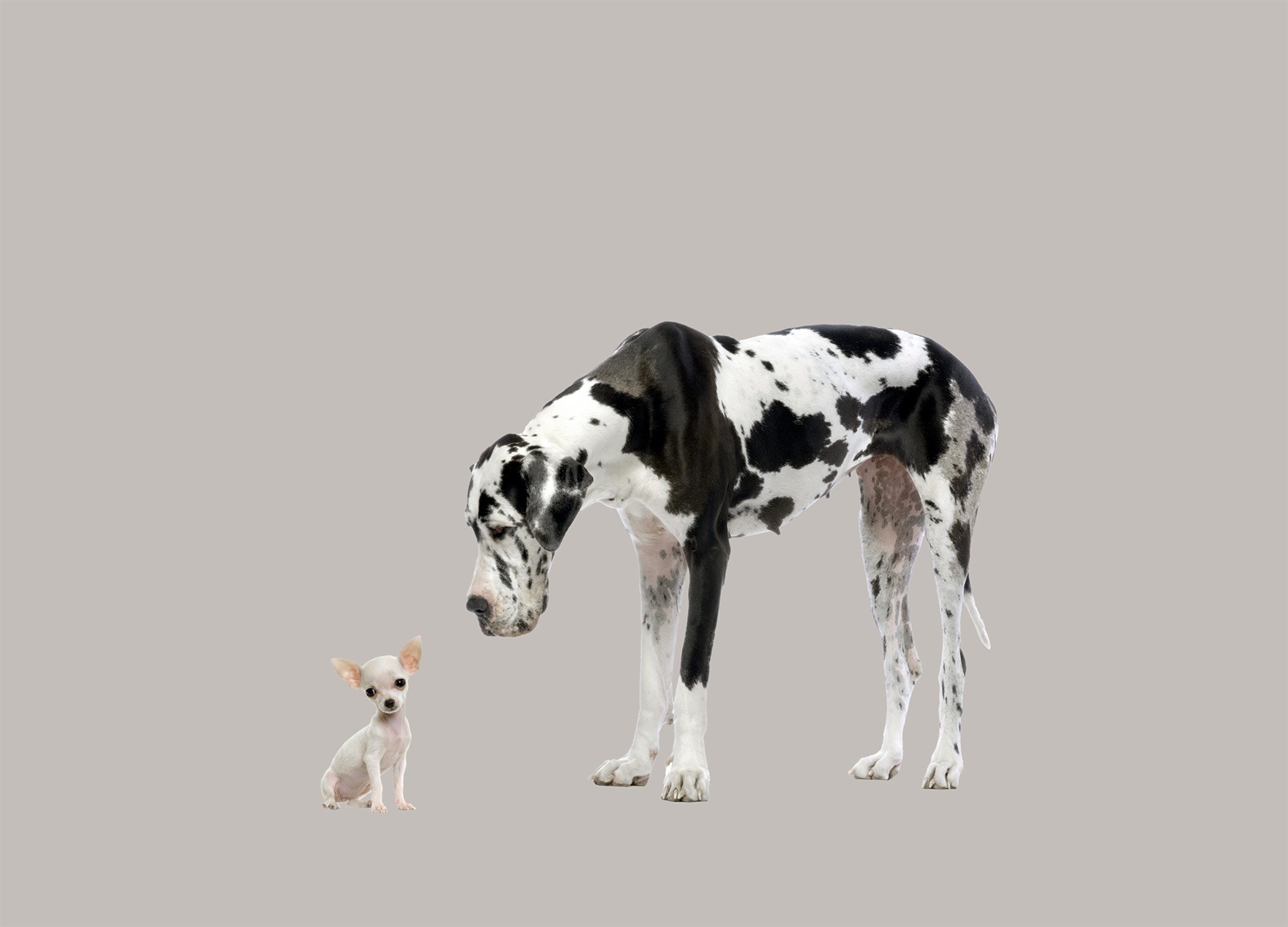 Deutsche Dogge Harlekin und Chihuahua – Unternehmensattraktivität mit MakeMore